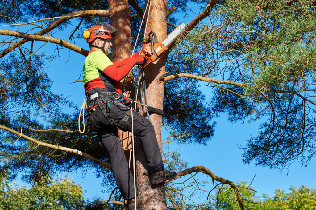 arborist in a tree trimming its branches.