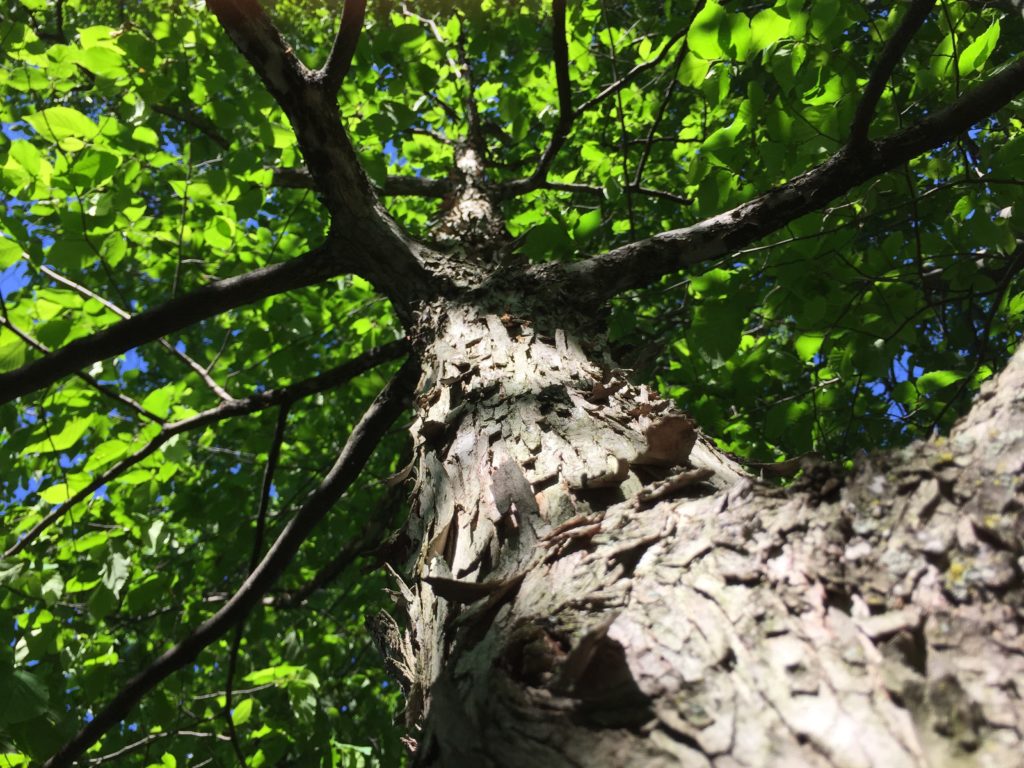 a picture of a tree with rough bark and green leaves